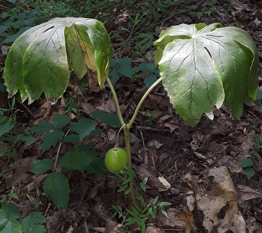 Know Podophyle Podophyllum - Edible Plants Wiki