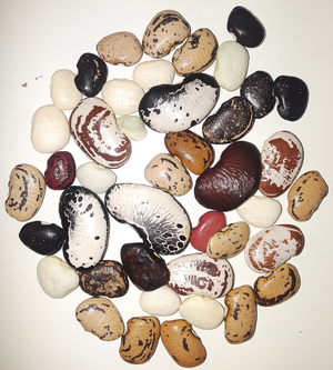 Phaseolus lunatus - Edible Plants Wiki