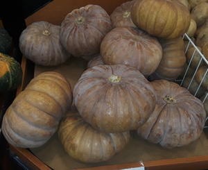 Cucurbita moschata - Edible Plants Wiki