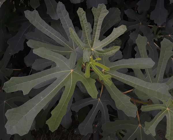 Ficus - Edible Plants Wiki